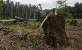 În Moldova continuă tăierile active de pădure FOTO