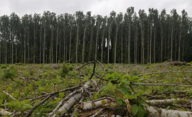 Очередная вырубка деревьев в лесах страны Уточнения Moldsilva