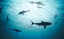 У рифовых акул обнаружили загадочную кожную болезнь