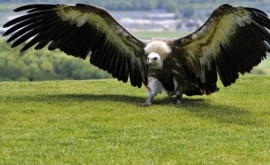 Condorul Andin cel mai mare din lume