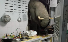 Un elefant a spart cu capul peretele unei case din Tailanda și căuta cu trompa prin sertare după mîncare