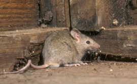 Invazie de șobolani întro închisoare