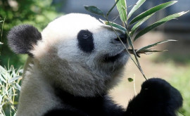 В зоопарке Токио родились детеныши большой панды