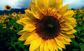 Moldova a început să importe semințe de floarea soarelui din Argentina