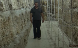 Un tînăr întreprinzător a transformat o mină abandonată întro fermă de ciuperci
