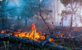 В Сибири не утихают лесные пожары