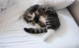 Кошки могут заболеть COVID19 при контакте с постелью зараженного хозяина