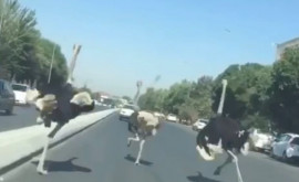 Узбекских водителей атаковали страусы ВИДЕО