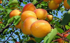 Начался экспорт первых молдавских абрикосов