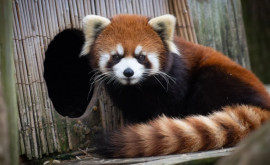 Красная панда пропала из немецкого зоопарка 