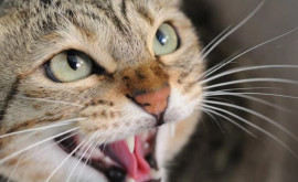 Во Флорештском районе зарегистрирован случай бешенства у кошки