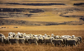 Condamnare primită de un fermier din Noua Zeeelandă care a maltratat sute de oi