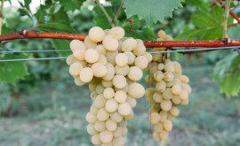 Молдавский виноград скоро появится на прилавках магазинов