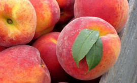 В 2020 году объем экспорта персиков и нектаринов из Испании сократился