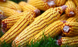 Сколько тонн кукурузы может быть собрано в этом году