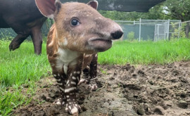 Un pui de tapir este noua vedetă a unui zoo din SUA