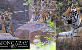 Тигрсамец позаботился о четырех детенышах после смерти их матери 