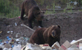 В Румынии заметили медведя ищущего еду в мусорном баке