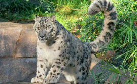 SUA Un leopard al zăpezilor a fost diagnosticat cu COVID19