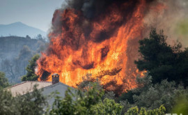 Лесные пожары в Турции добрались до Антальи
