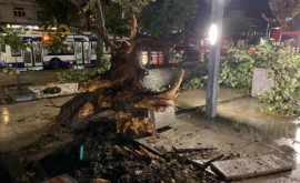 Un copac mare a căzut la pămînt în scuarul Mihai Eminescu din capitală