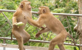 Două bande rivale de maimuțe sau bătut întro intersecție din Thailanda