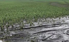 Десятки гектаров сельскохозяйственных угодий разрушены сильным ливнем