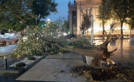 Штормовой ветер на прошлой неделе повалил в столице 28 деревьев