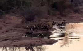Антилопа перехитрила 16 гиеновидных собак стадо бегемотов и крокодилов ВИДЕО