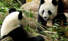 Во французском зоопарке родились пандыблизнецы