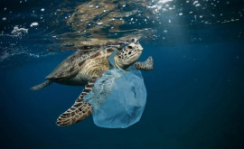 Пластик в океане убивает черепах