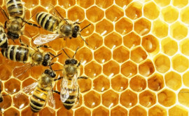 Один из самых ценных и удивительных продуктов пчеловодства