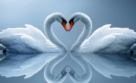 Лебединая любовь Трогательная встреча после разлуки ВИДЕО