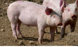 Un caz de pestă porcină a fost depistat în raionul Leova