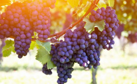 В 2020 году экспорт фруктов растительных масел и вина из Молдовы в ЕС увеличился