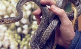 O femeie sa plîns că ia fost furat șarpele pe o stradă din capitală
