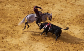 В испанском городе отменили корриду изза кличек быков