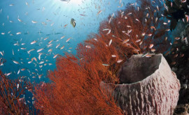 Un coral neobişnuit de mare a fost descoperit în Marea Barieră de Corali