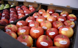 99 экспорта свежих яблок поступает на российский рынок
