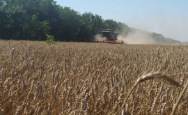 На юге Молдовы в 2021 году собрали рекордный урожай зерновых 