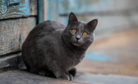 На Тайване в День бездомных животных усыпили более 150 кошек