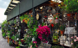 Налоговики проверят продавцов цветов в Кишиневе и Бельцах