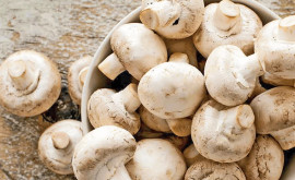 Польза грибов для здоровья