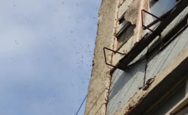 Рой пчел взял штурмом балкон квартиры в столичном секторе Ботаника