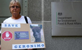 В Британии альпаку Джеронимо усыпили после четырех лет борьбы хозяйки за его жизнь