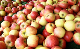 Низкие цены на яблоки радуют потребителей но тревожат садоводов