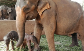 Elefanţi gemeni născuţi în Sri Lanka pentru prima dată în ultimii 80 de ani