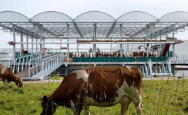 На плавучей ферме в Роттердаме сейчас живут 32 коровы