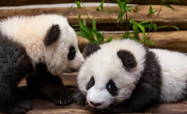 В зоопарке Мадрида родились пандыблизнецы