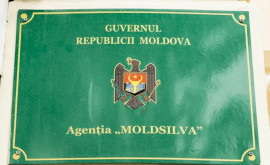Реформа дошла и до Moldsilva